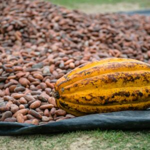 Cocoa (Cacao) Beans