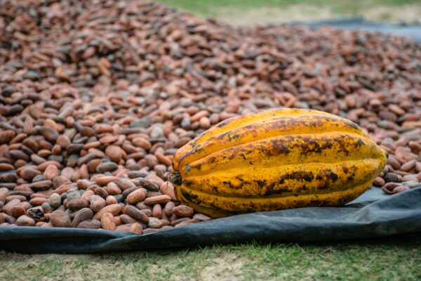 Cocoa (Cacao) Beans