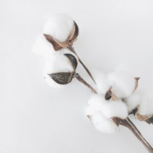 Cotton