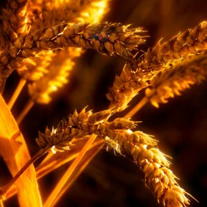 Wheat