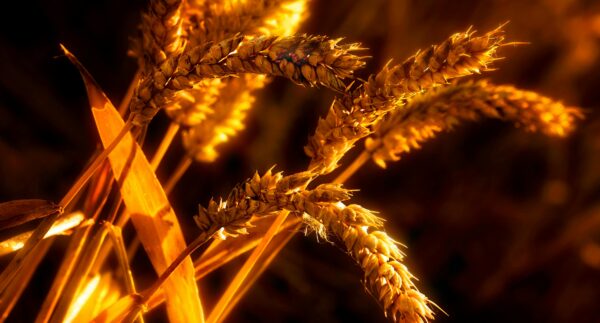 Wheat